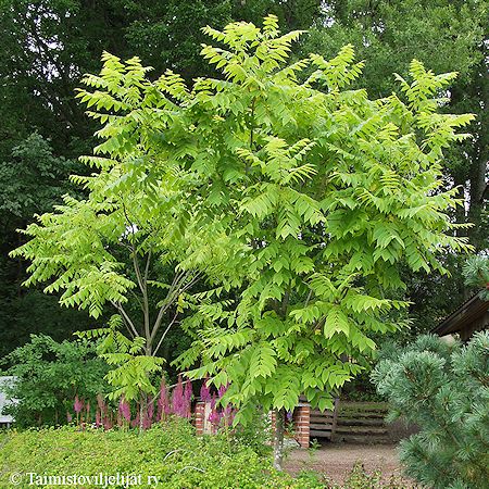 Juglans cinerea, amerikanjalophkin